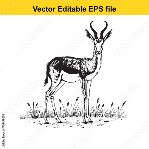 Vector art of springbok antelope standing in grass