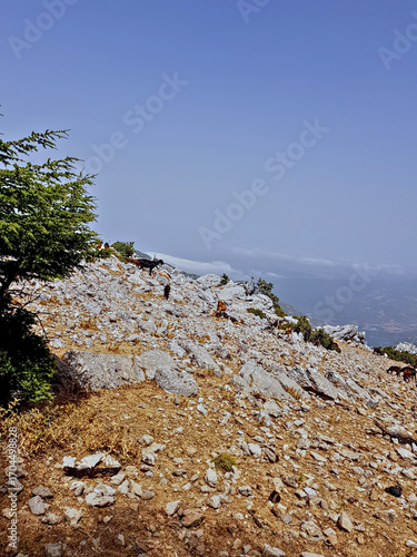 Goats graze atop the Tetoaun Mountains within Hafat Zeltane Park, which sits at 1,821 m elevation and forms one of the province's highest peaks.