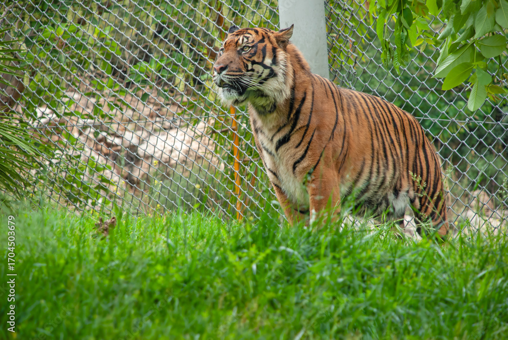 Obraz premium Tiger standing in zoo in front of a fence looking alert