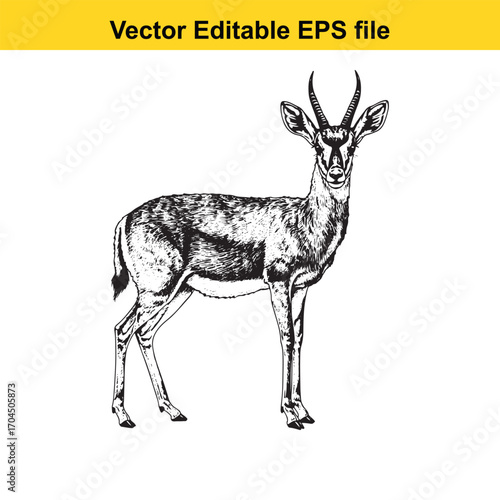 Vector art of gazelle illustration