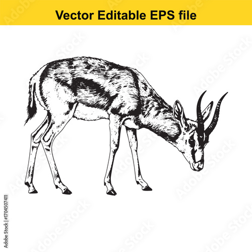 Illustration of a gazelle