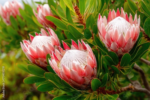Close-up view of vibrant king protea flowers.