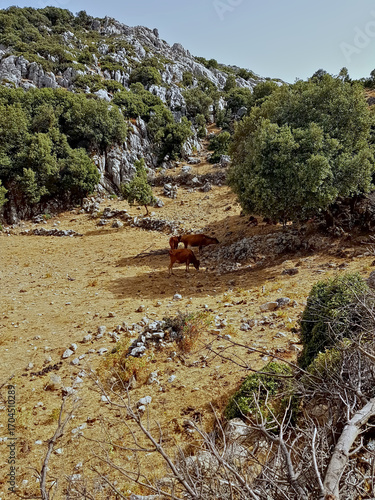Beneath a bright, cloud-free sky, a rugged mountain meadow teems with a small herd of wild cows grazing among scattered oak and juniper trees. The golden sunlight washes the scene.