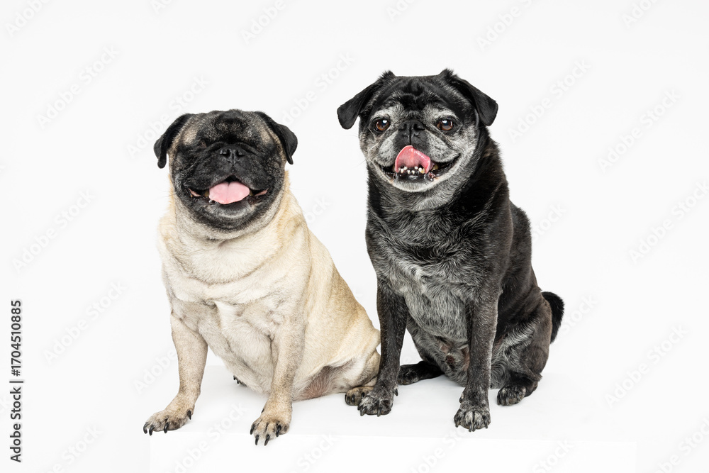 Obraz premium Two Pugs Sitting on White Background