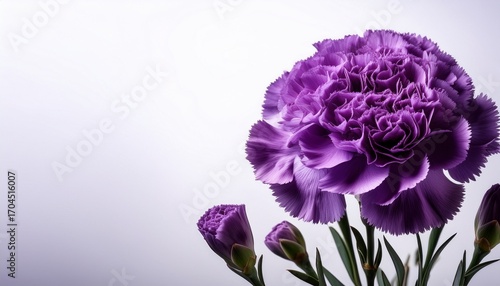 Elegant Purple Carnations Floral Design Element For Cards Invitations And Banners