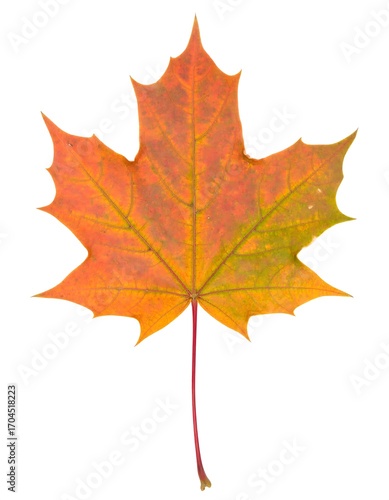 Wallpaper Mural Vibrant autumn maple leaf against a white background Torontodigital.ca