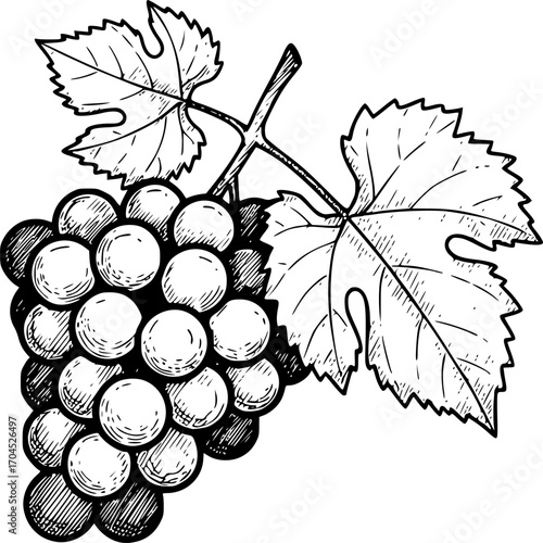 Grape and leaf black on white line art generative image sketch
