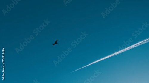 Bird flight against sky