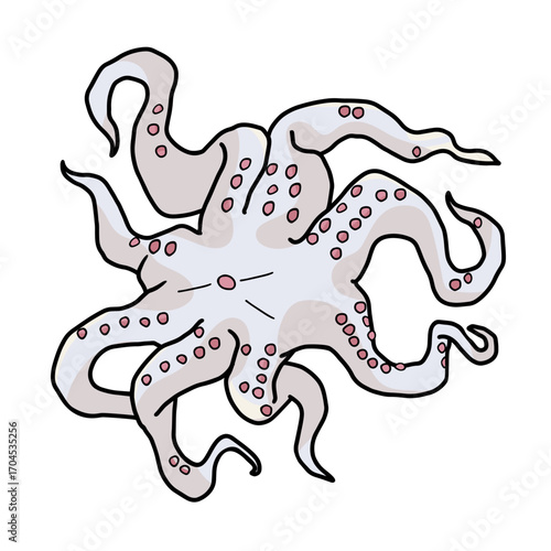 raw octopus outline color vector illustration