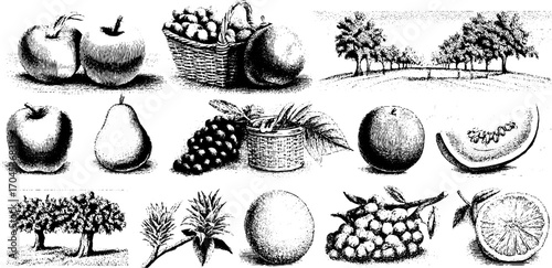 Vintage engraving style fruit and tree illustration set for design and decoration