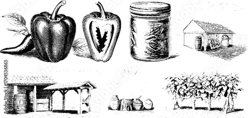 Vintage engraving style illustration set featuring peppers, jar, buildings, and garden scenes