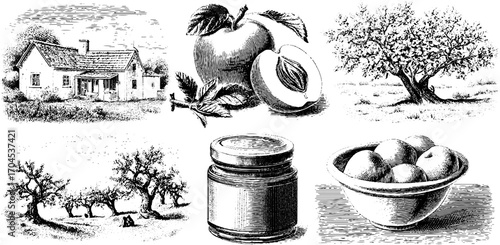 Vintage engraving style illustration set: rural house, apple, orchard, jar, and bowl design