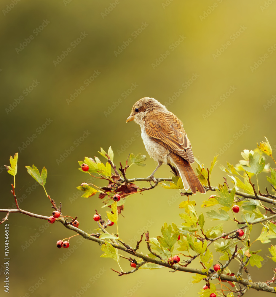 Fototapeta premium Red-backed shrike, Lanius collurio resting on hawthorn branch, Crataegus with red berries in natural habitat, closeup of wild bird in natural environment with green background and berries.