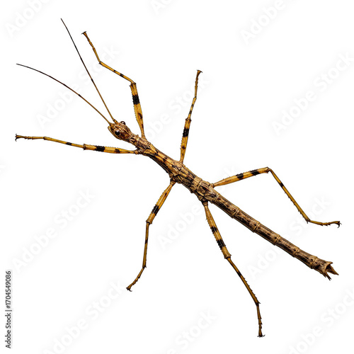 Wallpaper Mural Detailed Close Up of a Stick Insect on a Black Background: A High Resolution Image Perfect for Scientific Publications, Educational Materials, and Torontodigital.ca