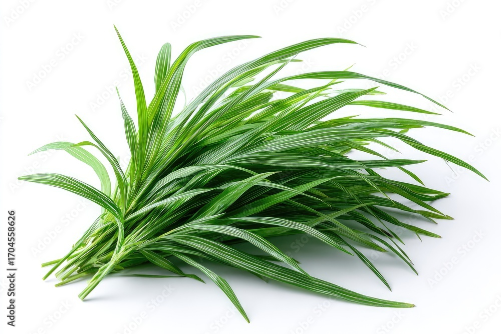 Fototapeta premium Fresh Bundle Of Green Grass On White Background