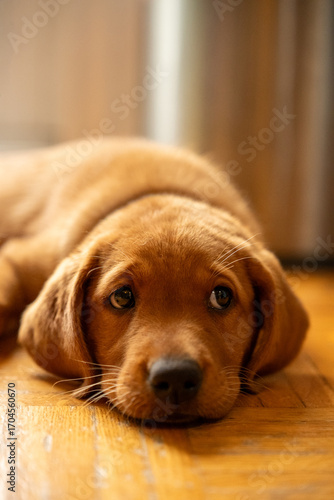 Adorable labrador red fox puppy laying on the floor while looking on the side