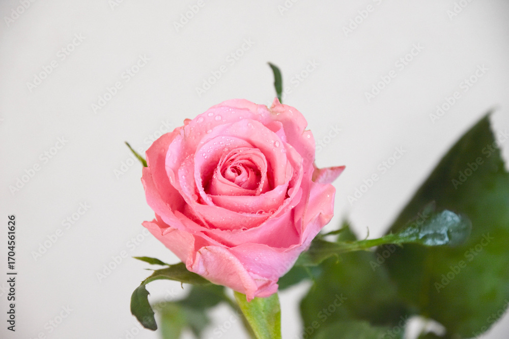 Obraz premium ピンクのばら