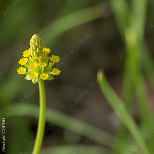 Summer Ragwort (Ligularia dentata). Emerging Synflorescence Closeup