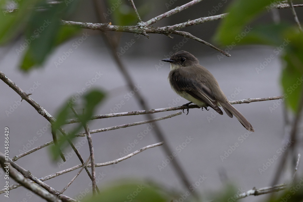 Obraz premium Eastern Phoebe