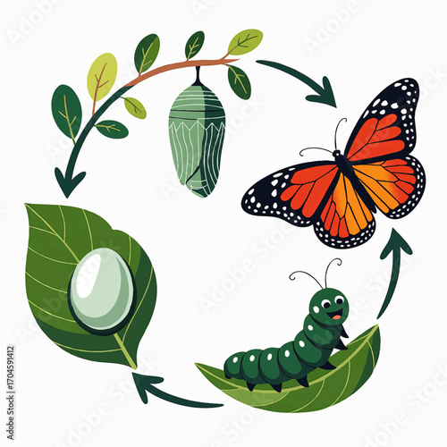 Life Cycle of a Butterfly Illustrated—Egg, Caterpillar, Chrysalis, and Monarch Adult on Leaves for Education and Nature Projects