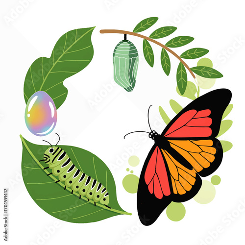Butterfly Life Cycle Illustration – Egg, Caterpillar, Chrysalis, Adult Monarch, Educational Nature Concept, Colorful Vector Art