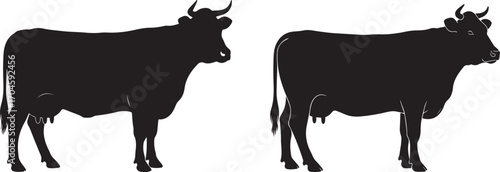 Black Silhouette of Two Cows