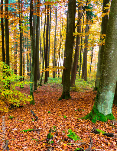 Landscape of autumnal forest.
