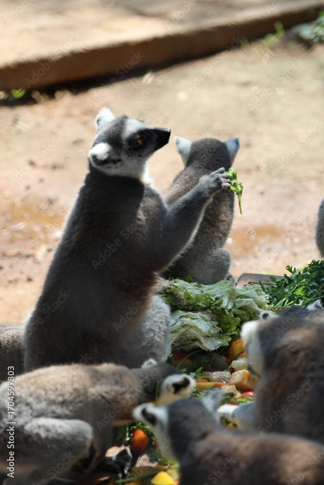 Obraz premium Lemur eating greens. Lemur behind fence. High quality photo