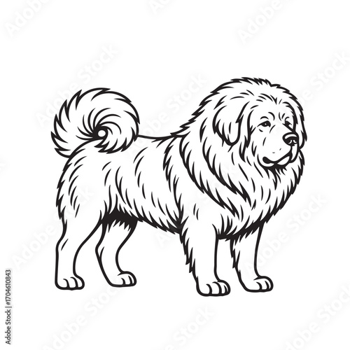 A clean vector design of Tibetan Mastiff, drawn in black and white with strong outline, perfect for logos, posters, signage, or creative illustrations.