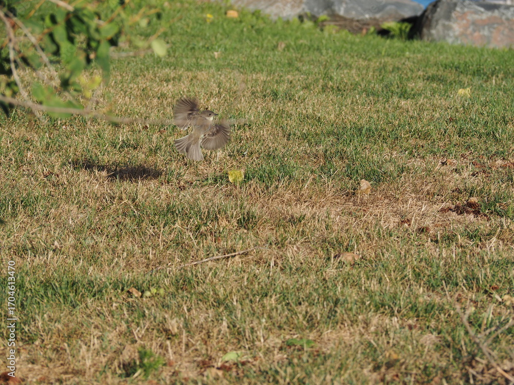 Fototapeta premium Bird in the Tree
