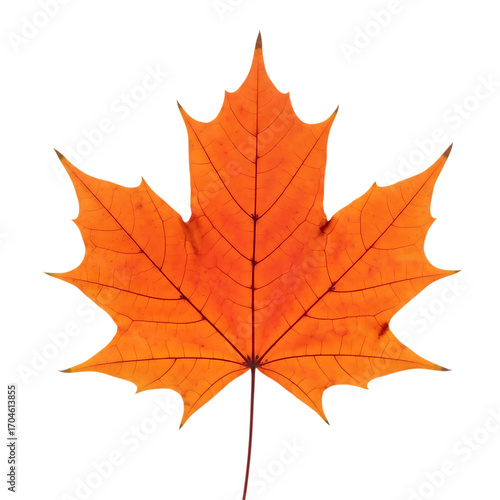 Wallpaper Mural Vibrant orange maple leaf against a black background, perfect for autumn themes. Torontodigital.ca