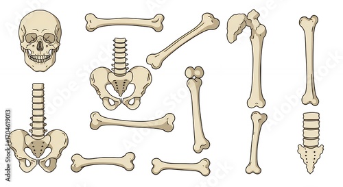 Human skeleton diagram elements