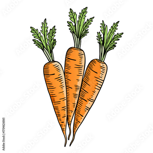 vector Hand drawn carrot sketch style, isolated on white background