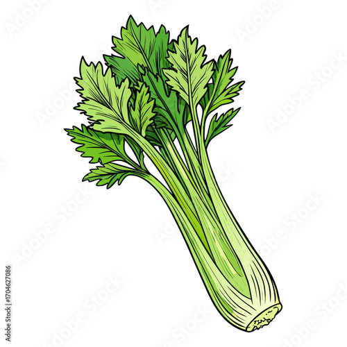 vector Hand drawn celery sketch style, isolated on white background