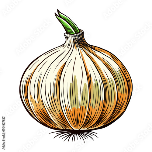 vector garlic bulb illustration, isolated on white background