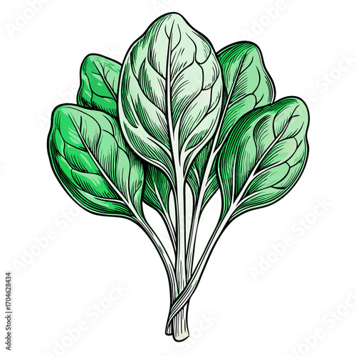 vector  spinach sketch style illustration, isolated on white background