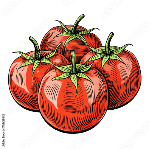 vector  tomato sketch style illustration, isolated on white background