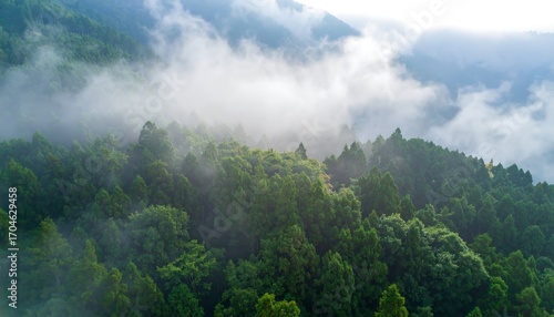 Misty mountain forest landscape