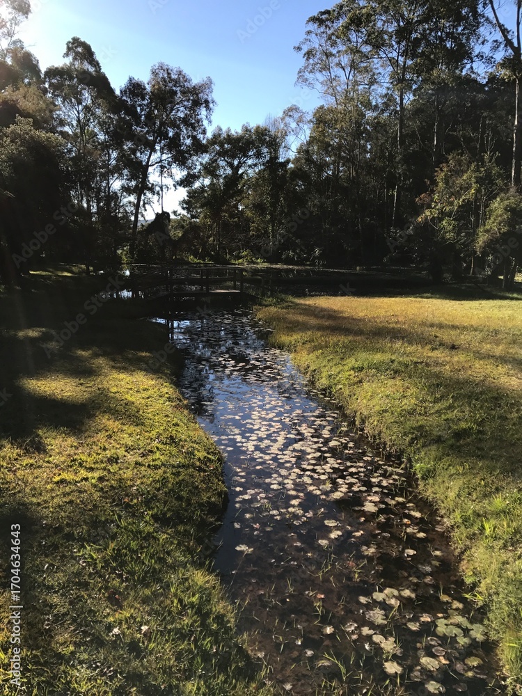 Obraz premium Stream in the Forest