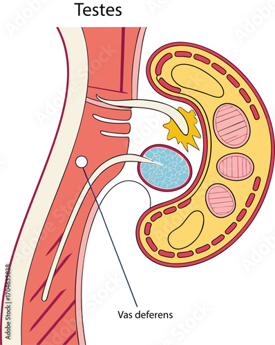 Male Reproductive Anatomy with Testis and Vas Deferens Scientific Diagram of a Vasectomy Procedure Cross-Sectional View of the Testis and Spermatic Cord