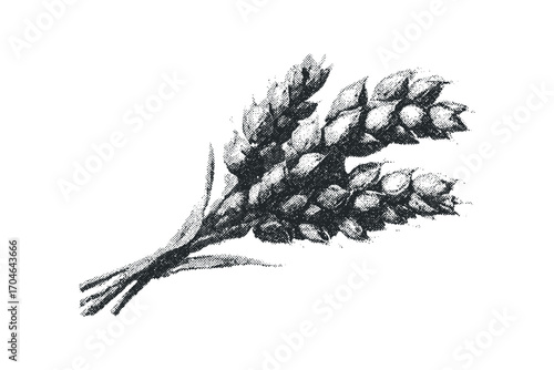 Grain stalks bunch on transparent. Vector hand drawn illustration