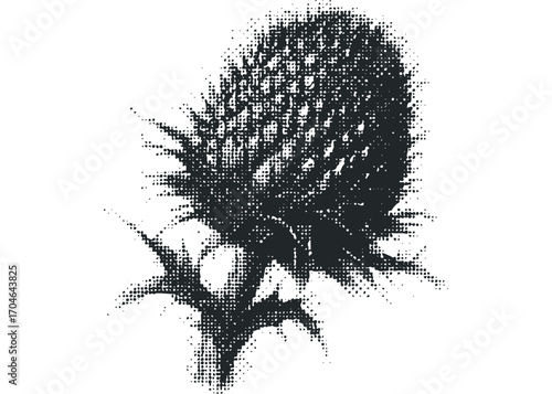 Halftone pattern applied to a thistle flower head with sharp petals. Vector hand drawn illustration