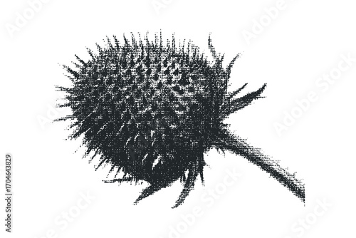 Textured thistle seed head on transparent background. Vector hand drawn illustration