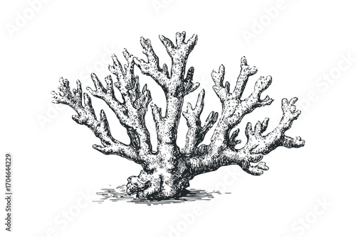 Detailed engraving of a branching coral specimen on a transparent background. Vector hand drawn illustration