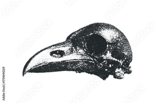 Bird skull with beak detail, isolated transparent. Vector hand drawn illustration