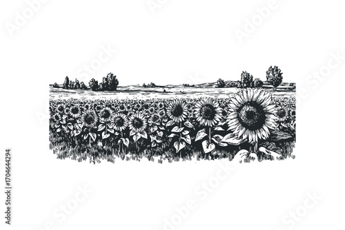 Pen and ink drawing of a vast sunflower field with distant trees and rolling hills. Vector hand drawn illustration