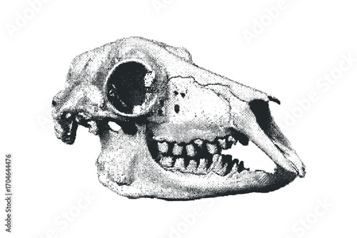 Sheep skull with open jaw on transparent background. Vector hand drawn illustration