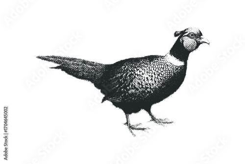 Pheasant standing transparent cutout. Vector hand drawn illustration