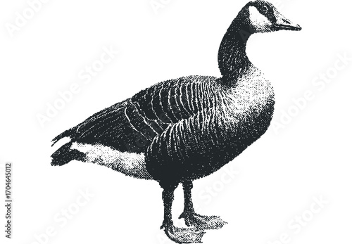 Canada Goose Bird Transparent Isolated on White. Vector hand drawn illustration