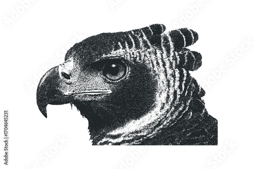 Harpy Eagle Head Profile Portrait. Vector hand drawn illustration